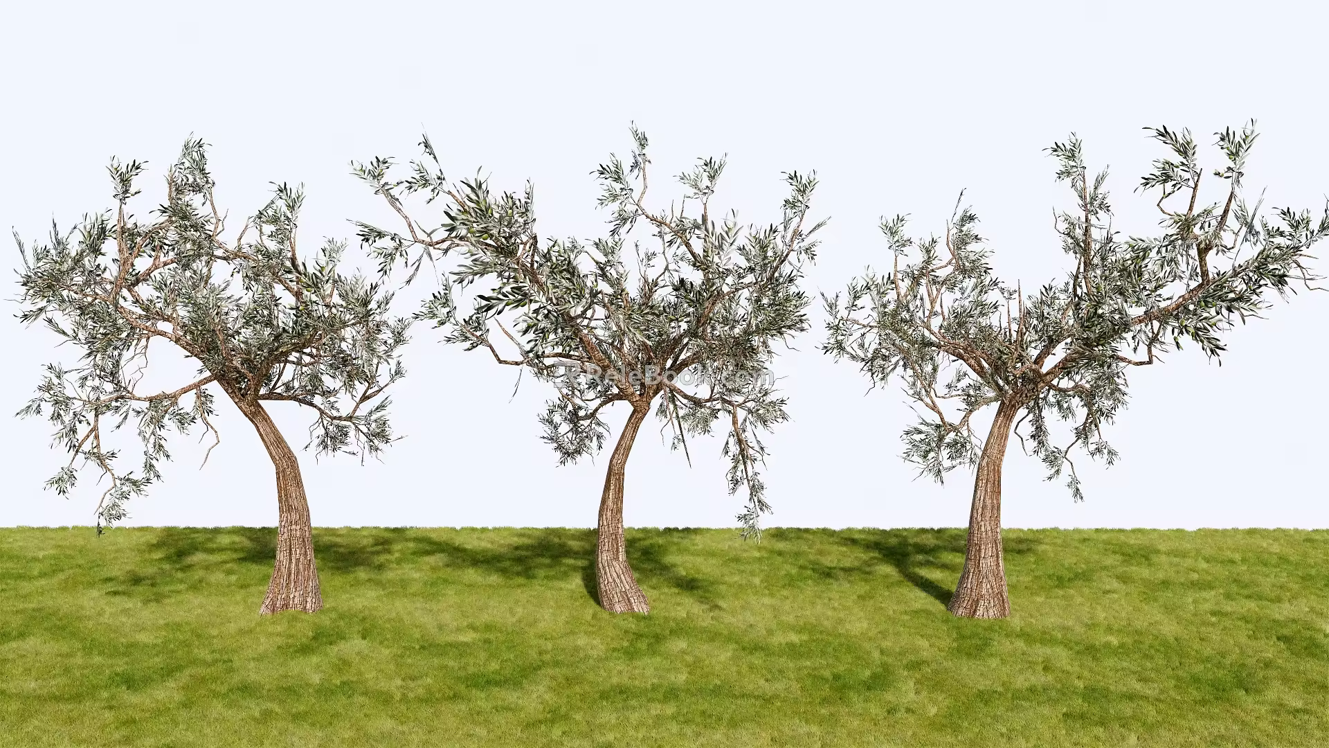 Landscape Plants Trees Ornamental Trees 3d model