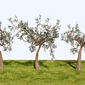 Landscape Plants Trees Ornamental Trees 3d model
