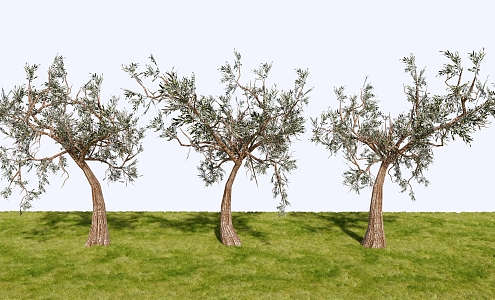 Landscape Plants Trees Ornamental Trees 3d model