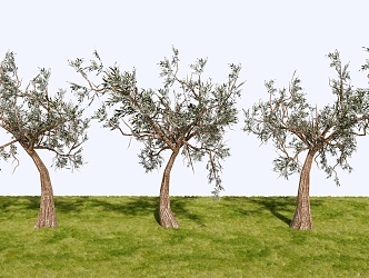 Landscape Plants Trees Ornamental Trees 3d model