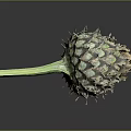 Unique Thorny Plant With Green Stem And Scaly Structure On Dark Background