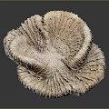 Light Brown Sea Anemone With Ruffled Tentacles On Black Reflective Surface