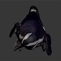 Standing Penguin With Black And White Feathers Isolated On Dark Background