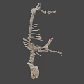 Detailed Dinosaur Skeleton Anatomical Display With Vertebrae Ribs And Limbs
