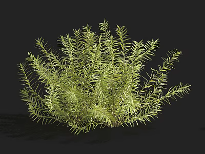 Vibrant Aquatic Plant Featuring Long Slender Green Leaves And Lush Clustered Growth 3d model