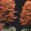 Autumn Orange Red Leaf Arbors With Green Grass And Red Foliage Companion Plants