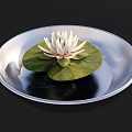 White Lotus With Green Lily Pads Floating On Water In Silver Plate Against Black Background
