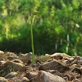 Modern Stone Sprouts 3d model