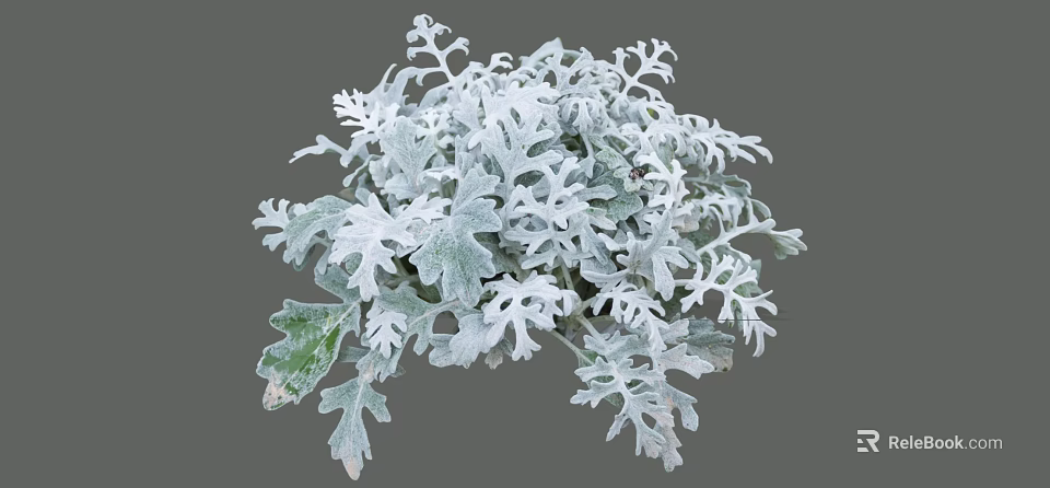 Lacy Silver Gray Leaf Shrub Ideal For Garden Landscaping And Decor 3d model 
