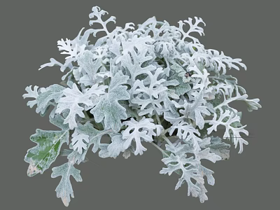 Lacy Silver Gray Leaf Shrub Ideal For Garden Landscaping And Decor 3d model