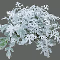Lacy Silver Gray Leaf Shrub Ideal For Garden Landscaping And Decor 3d model