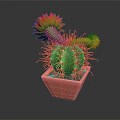 Green Cactus With Yellow And Red Flowers In Pink Decorative Pot