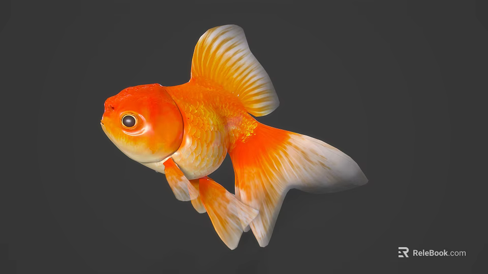 Bright Orange And White Goldfish With Large Round Eyes And Flowing Tail Fins Swimming Gracefully 3d model 
