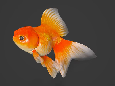 Bright Orange And White Goldfish With Large Round Eyes And Flowing Tail Fins Swimming Gracefully 3d model