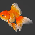 Bright Orange And White Goldfish With Large Round Eyes And Flowing Tail Fins Swimming Gracefully