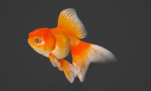 modern goldfish koi ornamental fish animals 3d model