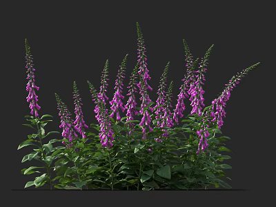 Vibrant Purple Foxglove Flowers Blooming With Lush Green Foliage In Garden 3d model
