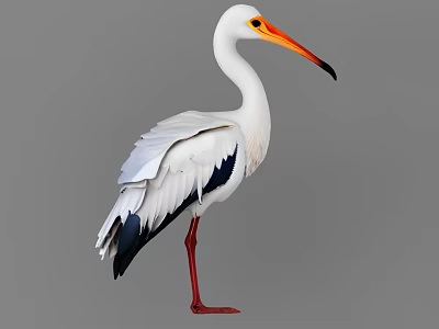 Crane Egret 3d model