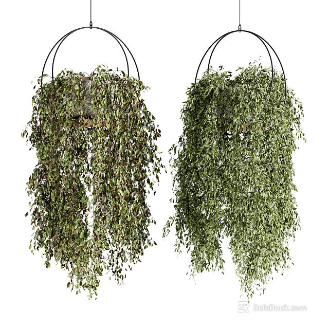 Hanging Basket Plants With Lush Trailing Green Leaves For Indoor Home Decor 3d model 