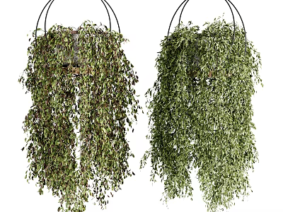 Hanging Basket Plants With Lush Trailing Green Leaves For Indoor Home Decor 3d model