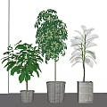 Three Potted Plants with Diverse Green Foliage in Woven Baskets and Concrete Pots