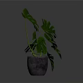 Monstera Plant With Large Green Split Leaves In Gray Concrete Pot For Indoor Decoration