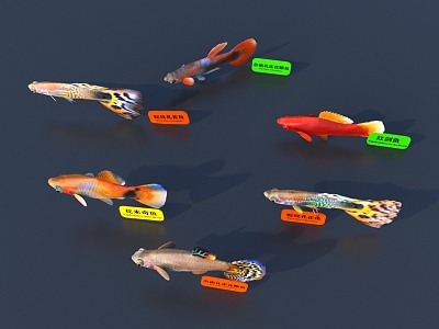 Fish 3D Model 3d model