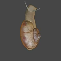 Detailed Snail Close Up With Brown Shell And Extended Antennae On Gray Background