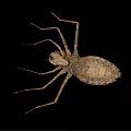 Brown Aquatic Insect With Long Legs And Segmented Body Isolated On Black Background