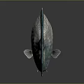 Silver Fish with Blue Fins and Tail Shiny Scales on Dark Background and Reflection