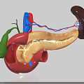 Detailed 3D Anatomy Model of Abdominal Organs Including Stomach Gallbladder Pancreas Kidney and Blood Vessels