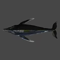 Humpback Whale With Open Mouth And Visible Baleen Plates Against Dark Deep Ocean Background