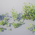 Various Green Leafy Shrubs In Different Sizes With Natural Shadows 3d model