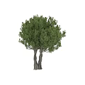 Healthy Modern Tree Pit With Twin Trees And Dense Green Foliage