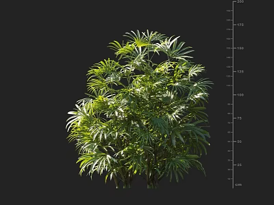 Lush Green Shrub With Feathery Leaves And Height Scale On Black Background 3d model