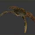 Colorful Aquatic Crab With Orange Claws Legs And Spotted Shell
