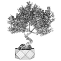 Bonsai Tree With Twisted Trunk Exposed Roots And Green Foliage In Textured Square Pot