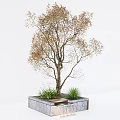 Elegant Plant Combination With Deciduous Tree And Green Grasses In Stone Planter