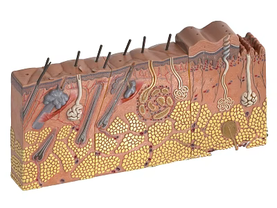 Detailed Anatomical Illustration of Human Skin Structure with Layers and Components 3d model