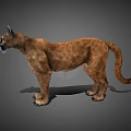 3D Modeled Puma With Brown Fur In Standing Pose On Gray Background