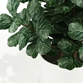 Elegant Bonsai Potted Plant With Lush Green Leaves And White Ceramic Pot