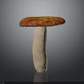 Fresh Red Capped Mushroom With White Stem On Dark Background