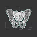 Human Pelvic Bone Anatomy 3D Anatomical Model Detailed Medical Visualization