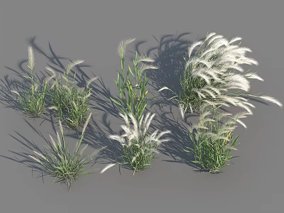 Ornamental Grass Plants With Green Leaves And White Feathery Flower Spikes 3d model