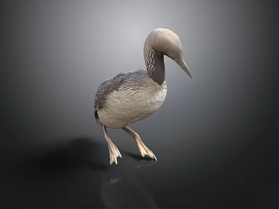 Gray and White Loon Bird Standing on Black Surface with Gray Background 3d model