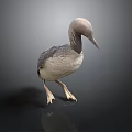 Gray and White Loon Bird Standing on Black Surface with Gray Background
