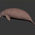 Gentle Pink Manatee A Unique Aquatic Animal With Soft Skin And Marine Habitat