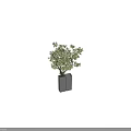 Bonsai Plant With Lush Green Foliage And Artistic Branching In Square Gray Container