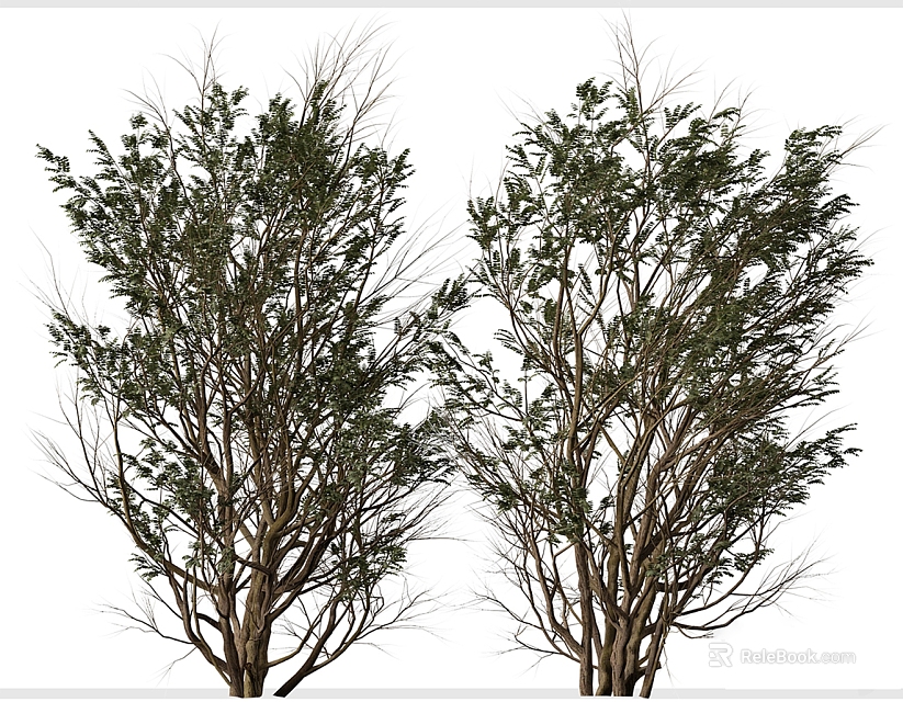 Two Lush Arbor Trees With Green Leafy Branches And Sturdy Trunks In Natural Scene 3d model 