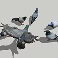 Flying Pigeons in Various Colors Standing and Flying with Spread Wings